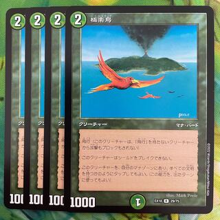 Birds of Paradise