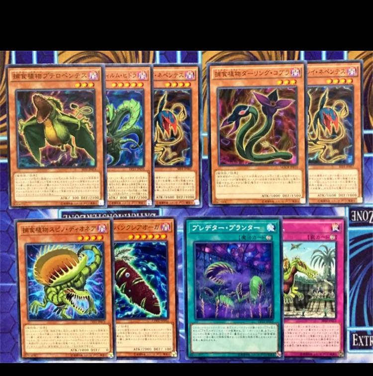 遊戯王 捕食植物 デッキ 本格構築 未使用スリーブ付き プレデタープランツ - zimazw.org 遊戯王 捕食植物 デッキ 本格構築 未使用スリーブ付き プレデタープランツ - zimazw.org