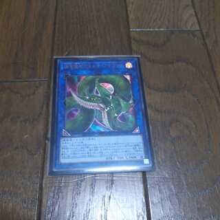 捕食植物ヴェルテ・アナコンダ ウルトラレア