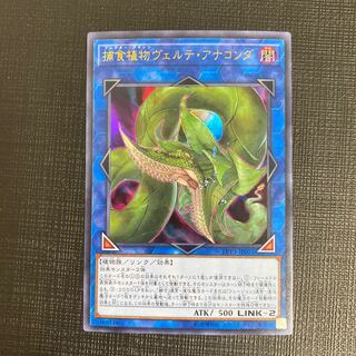 捕食植物ヴェルテ・アナコンダ ウルトラレア