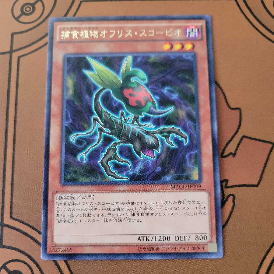 Predaplant Ophrys Scorpio Rare