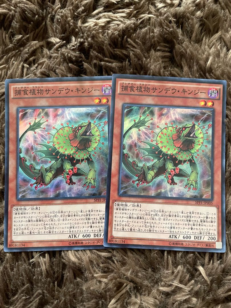 Predaplant Chlamydosundew 2 Super Rare