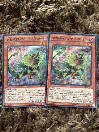 Predaplant Chlamydosundew 2 Super Rare