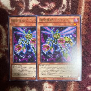 捕食植物ビブリスプ レア