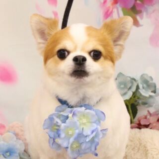 WCCF 相澤様専用