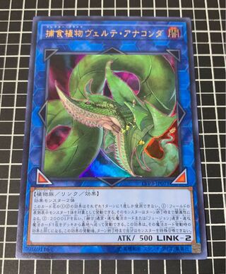 捕食植物ヴェルテ・アナコンダ ウルトラレア