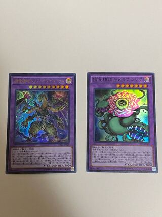 Predaplant Triphyoverutum Predaplant Chimerafflesia