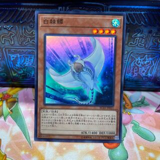 No.538 P屋　白棘鱏 【スー】