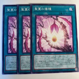 5042 聖蔓の播種 ノーマル JP065