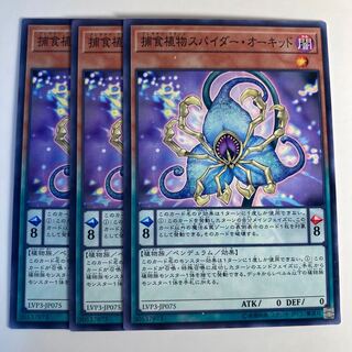 捕食植物スパイダー・オーキッド☆6522