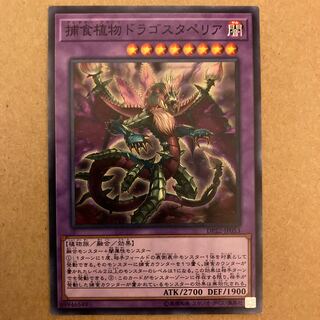 Predaplant Dragostapelia Normal