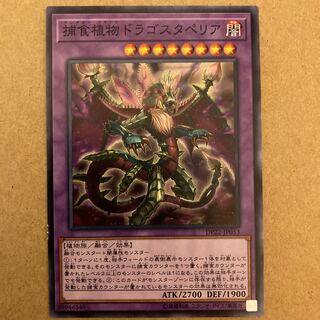 Predaplant Dragostapelia Normal