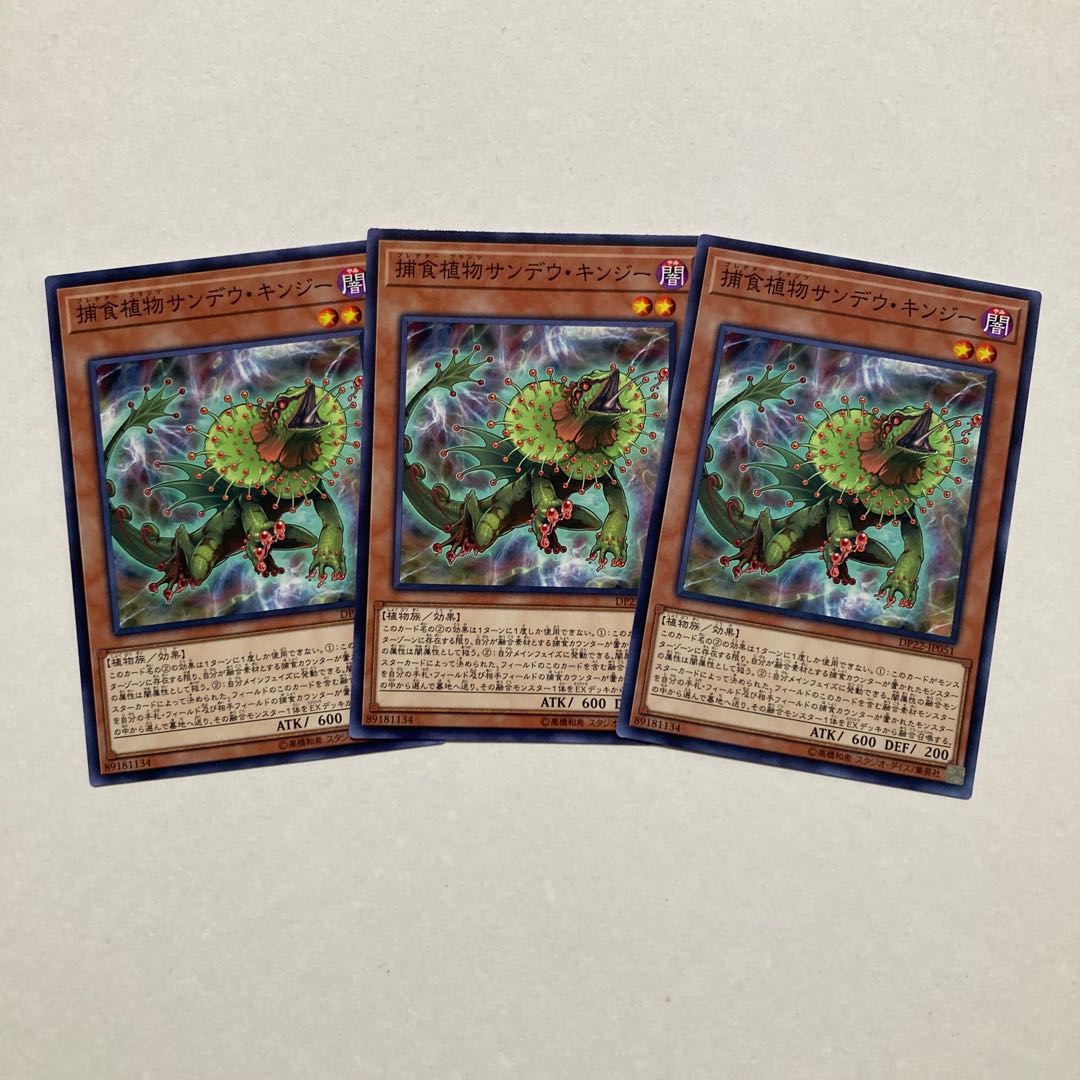 Predaplant Chlamydosundew Normal