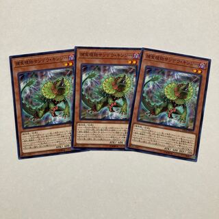 Predaplant Chlamydosundew Normal