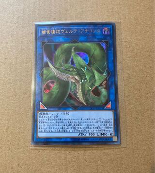 捕食植物ヴェルテ・アナコンダ ウルトラレア