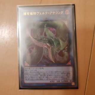 捕食植物ヴェルテ・アナコンダ ウルトラレア