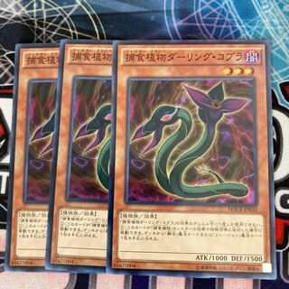 Predaplant Darlingtonia Cobra Normal 3