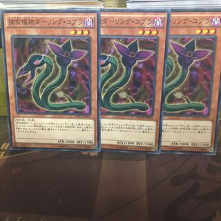 アンコウ 捕食植物ダーリング・コブラ 3枚