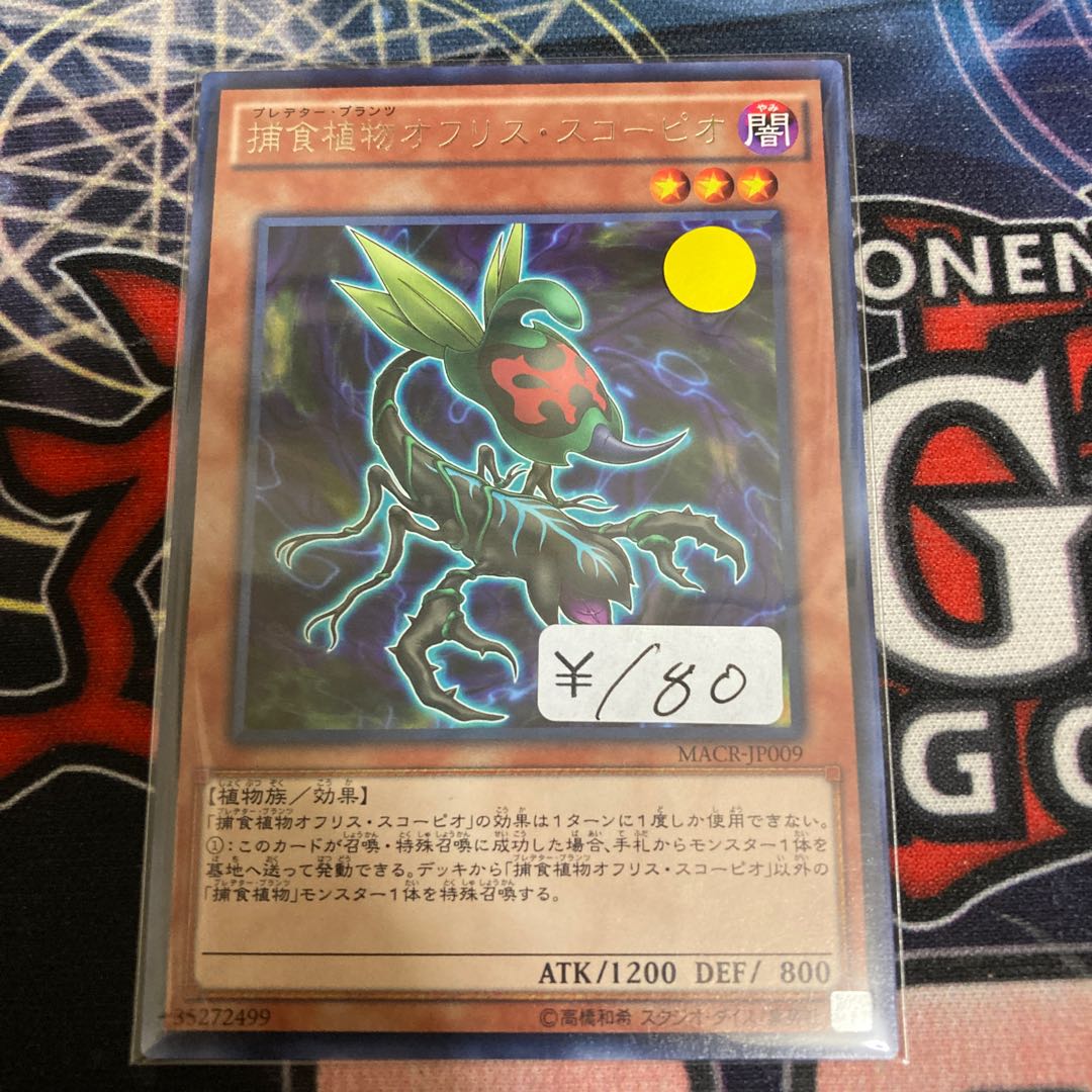 Predaplant Ophrys Scorpio Rare 1 Sheet Special Price