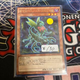 Predaplant Ophrys Scorpio Rare 1 Sheet Special Price