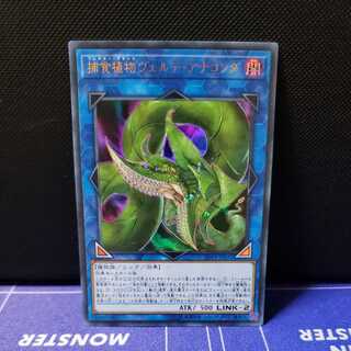 捕食植物ヴェルテ・アナコンダ ウルトラレア