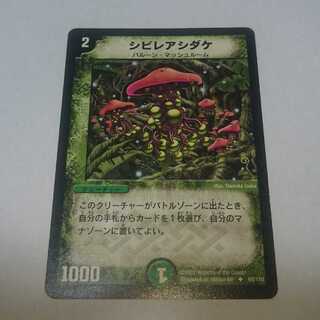 シビレアシダケ