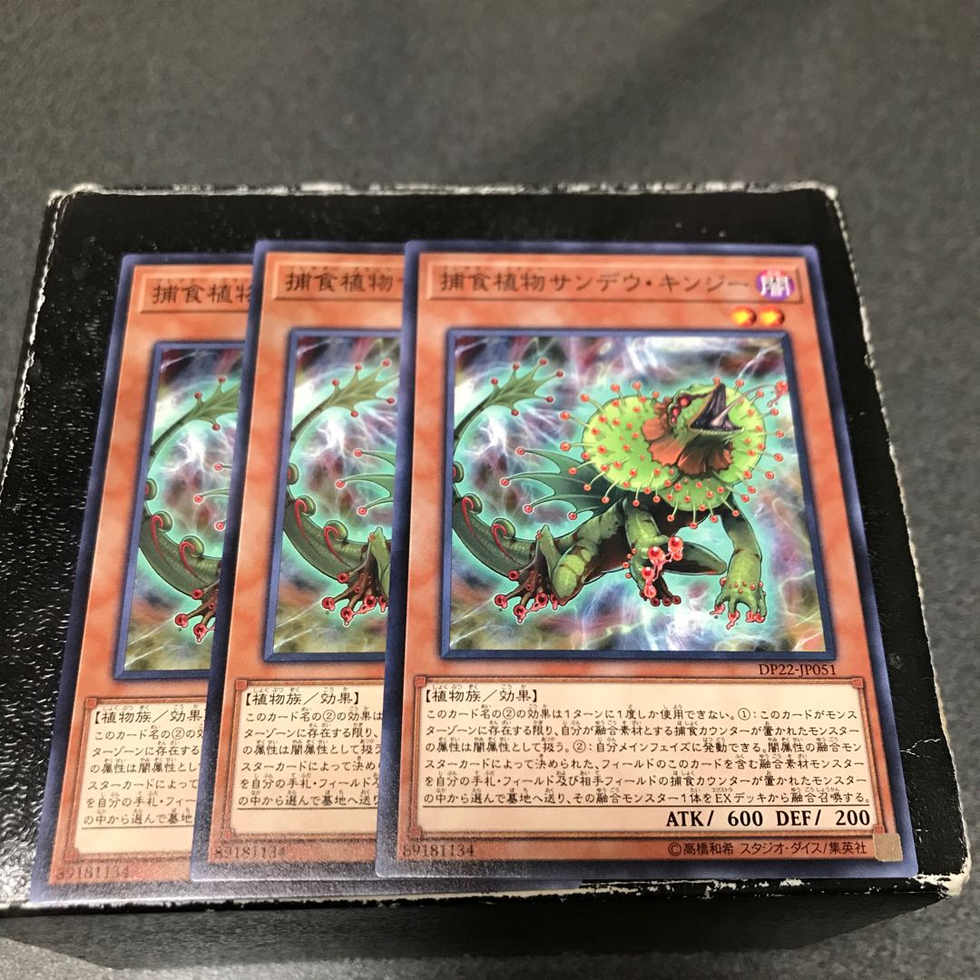 Predaplant Chlamydosundew 3 normal