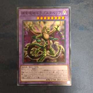 Predaplant Dragostapelia Normal [Mokurindo