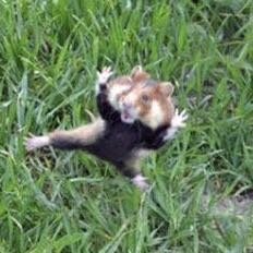 クロハラハムスターオリパ……… ハムスターと商品はなにも関係ありません… 1枚