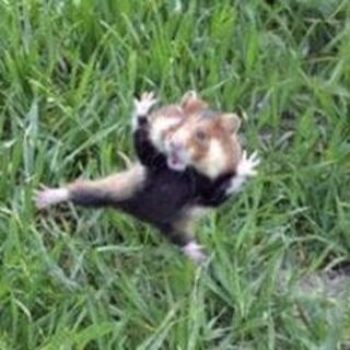 クロハラハムスターオリパ……… ハムスターと商品はなにも関係ありません… 1枚