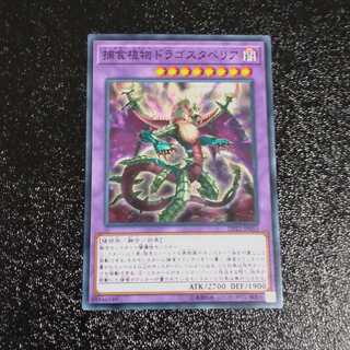 Predaplant Dragostapelia Normal [Mokurindo