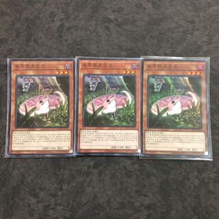 Danger! Tsuchinoko? 3 Super Rare in Chinese