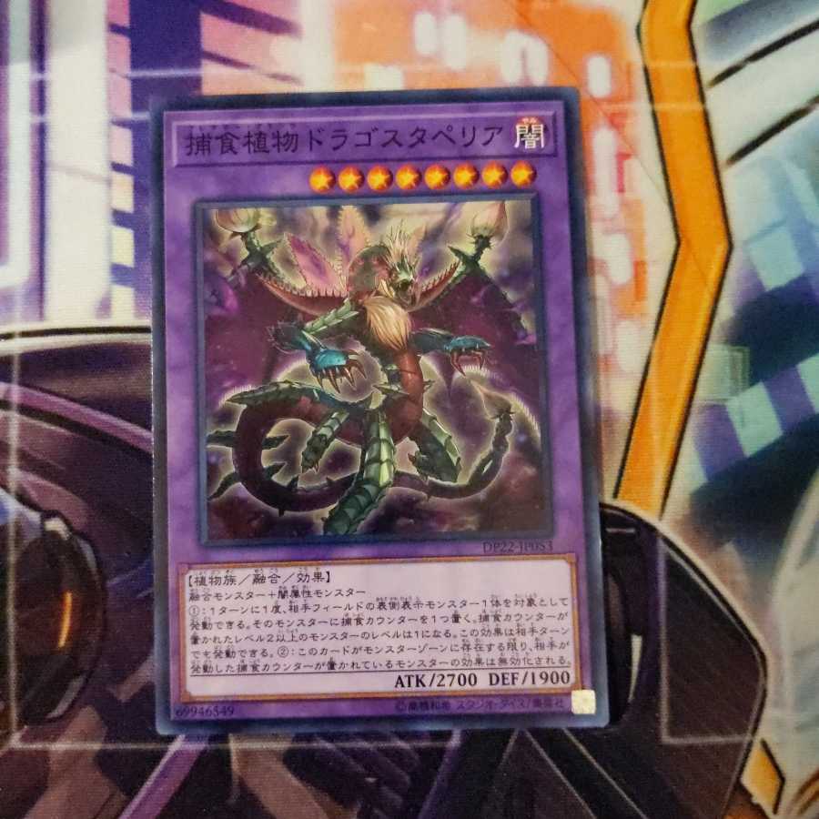 Predaplant Dragostapelia Normal