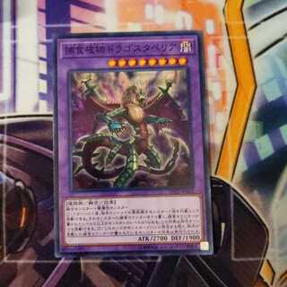 Predaplant Dragostapelia Normal