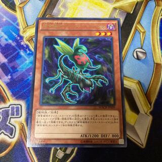 Predaplant Ophrys Scorpio Rare