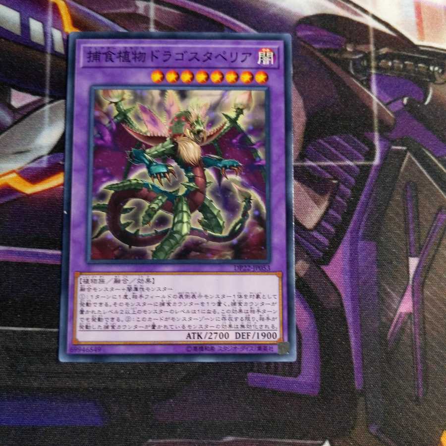 Predaplant Dragostapelia Normal