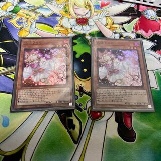 Ash Blossom & Joyous Spring