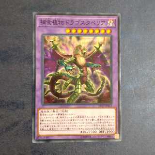 Predaplant Dragostapelia [Mokurindo