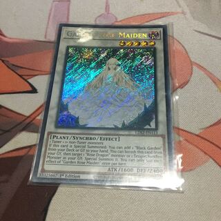 English Garden Rose Rosa Den Secret