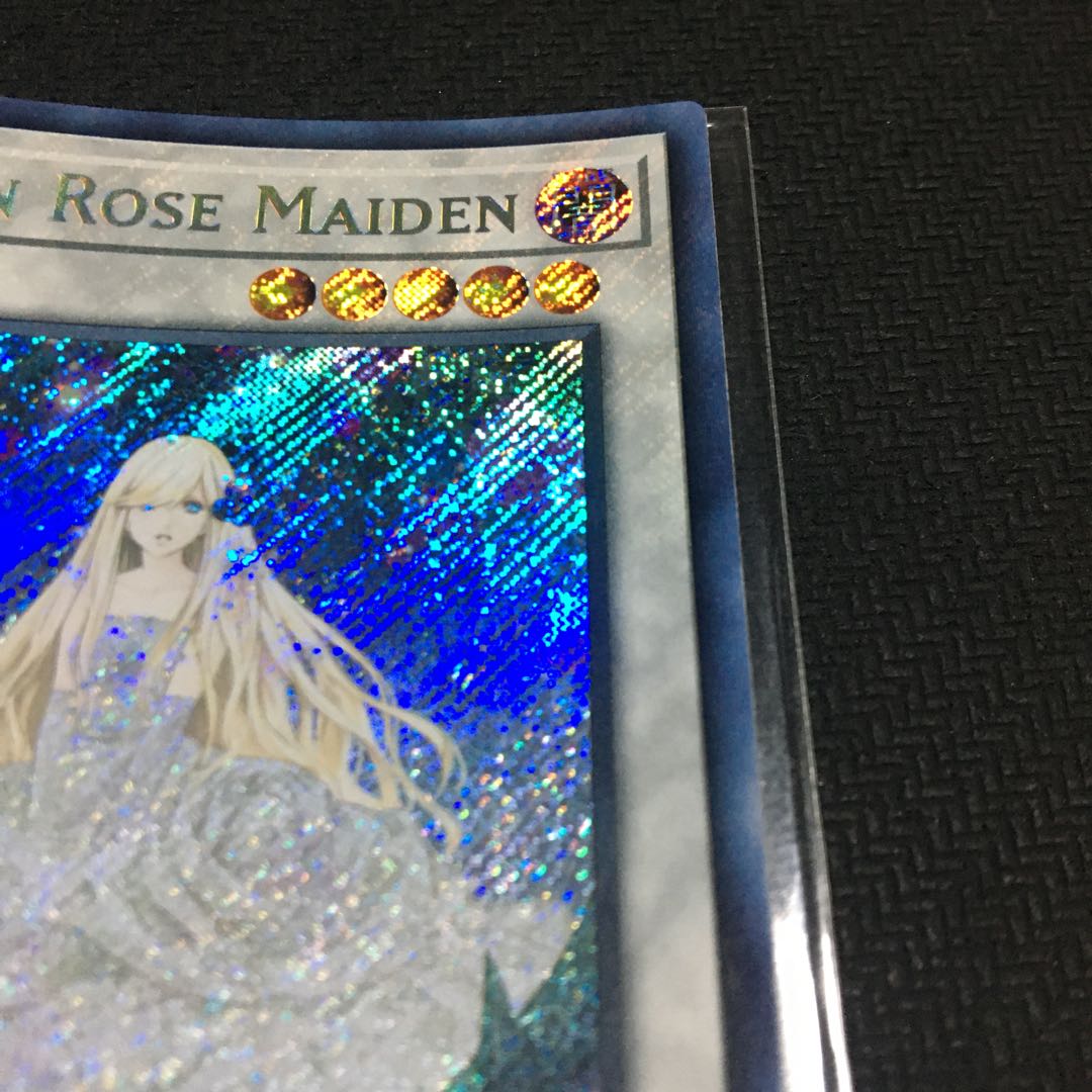 English Garden Rose Rosa Den Secret