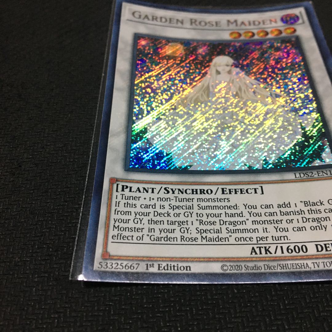 English Garden Rose Rosa Den Secret