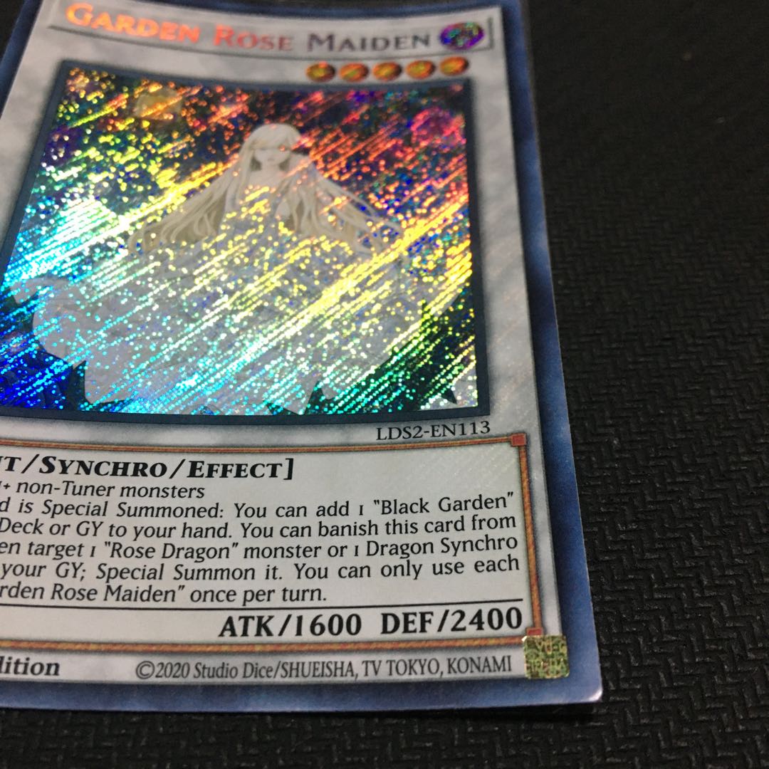 English Garden Rose Rosa Den Secret