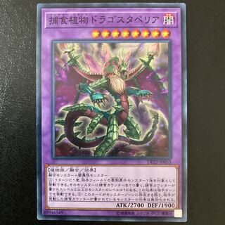 Predaplant Dragostapelia Normal