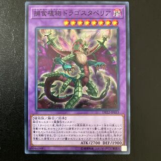 Predaplant Dragostapelia Normal