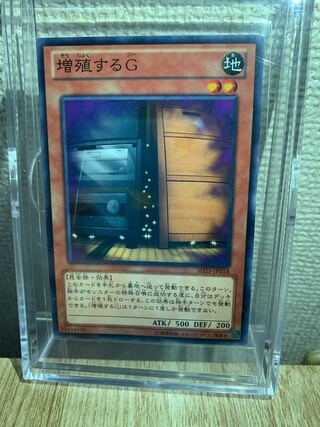 Eel "Lowest price" Maxx "C" Normal