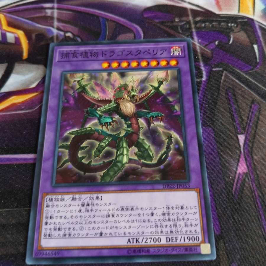 Predaplant Dragostapelia Normal