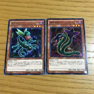 Predaplant Ophrys Scorpio Predaplant Darlingtonia Cobra Set of 2