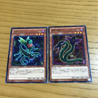 Predaplant Ophrys Scorpio Predaplant Darlingtonia Cobra Set of 2