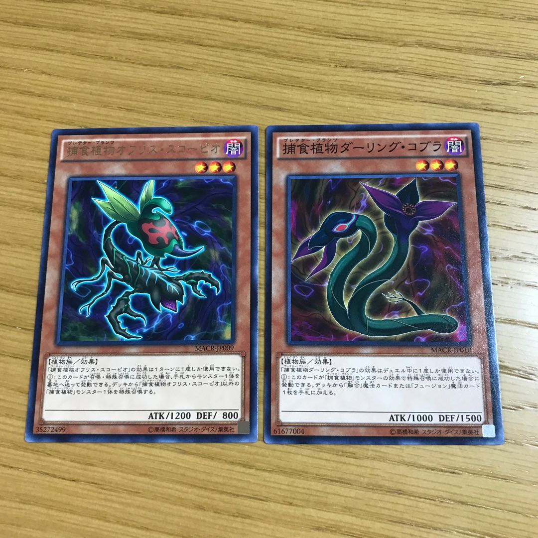 Predaplant Ophrys Scorpio Predaplant Darlingtonia Cobra Set of 2