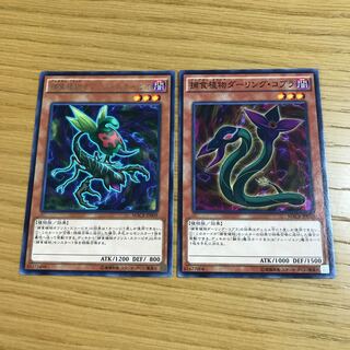 Predaplant Ophrys Scorpio Predaplant Darlingtonia Cobra Set of 2